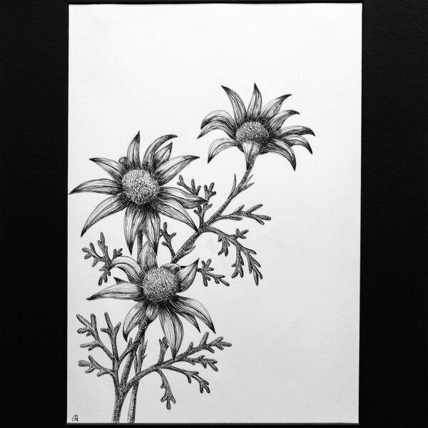 RESERVED FOR PETA ... FLANNEL FLOWER